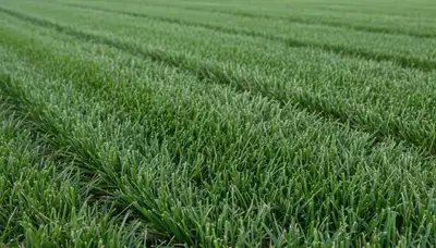 Close-up of freshly mowed grass showcasing professional lawn care quality in Modesto, CA