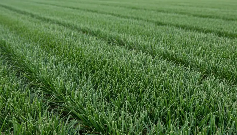 Close-up of freshly mowed grass showcasing professional lawn care quality in Modesto, CA