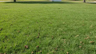 Post-aeration lawn recovery with lush green turf by Chop Chop Landscaping in Modesto, CA