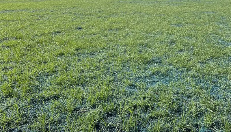 New grass seedlings sprouting from hydroseeded soil in Modesto, CA lawn by professional landscapers